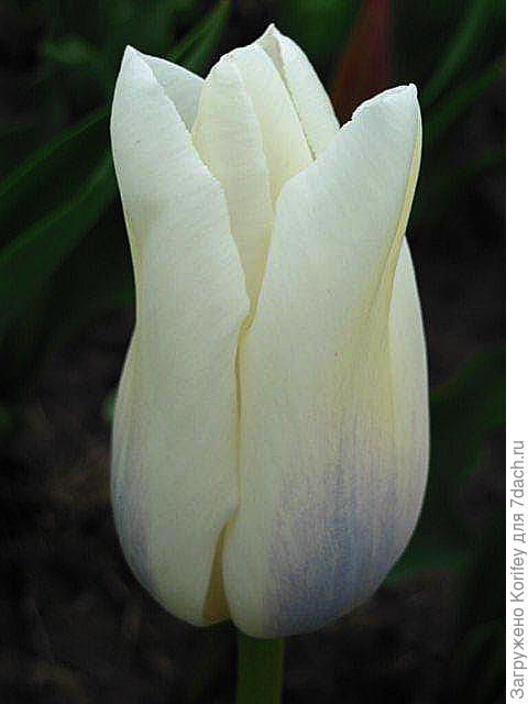 Интересный бахромчатый тюльпан 5