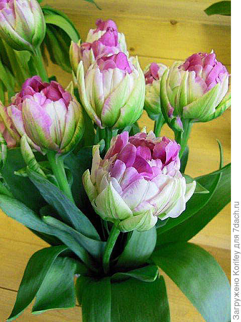 Новый густо махровый поздний сорт