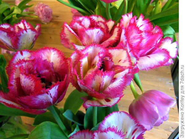 Новый густо махровый ранний сорт 3