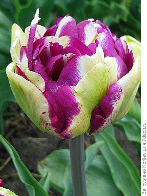 Новый густо махровый ранний сорт 3