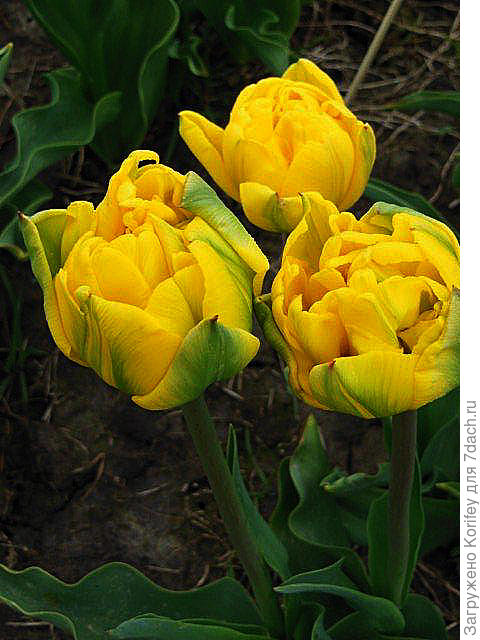 Новый желтый ранний махровый сорт