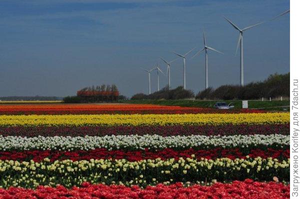 Для начала несколько фотографий с голландских полей 3