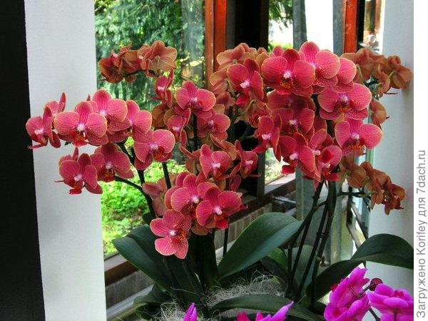 Совсем белая с желтой губой лллл