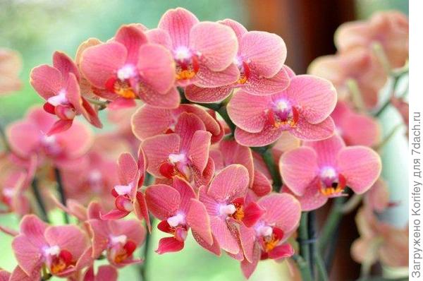 Совсем белая с желтой губой к