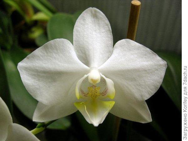 Совсем белая с желтой губой