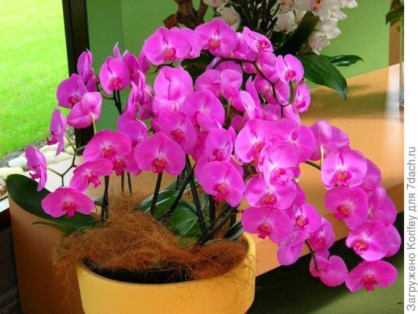 Совсем белая с желтой губойммм