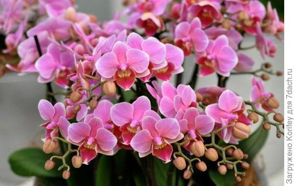 Выставочный образец