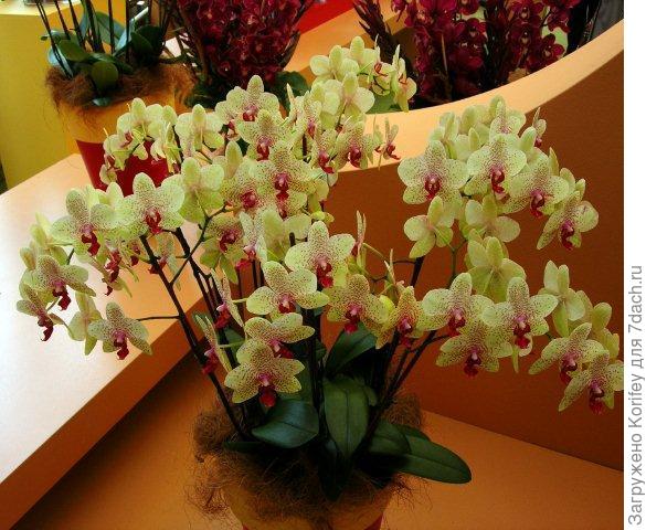 Совсем белая с желтой губой оо