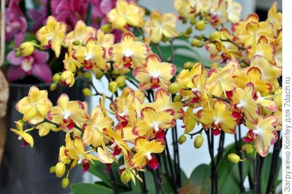 Совсем белая с желтой губойссс