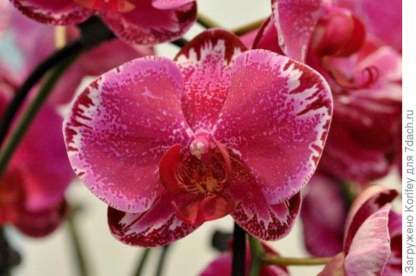 Вот такая пестренькая, очень крупная