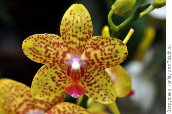 Желтая с красным крапом