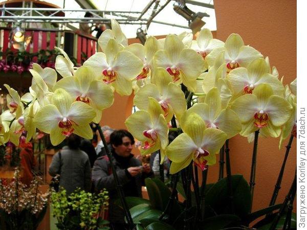 Совсем белая с желтой губой жжж