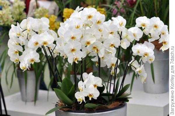 Совсем белая с желтой губой ц