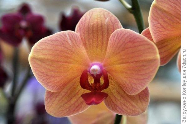 Оранжево-розовая