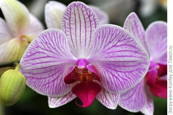 Розовая полосатая пестрая