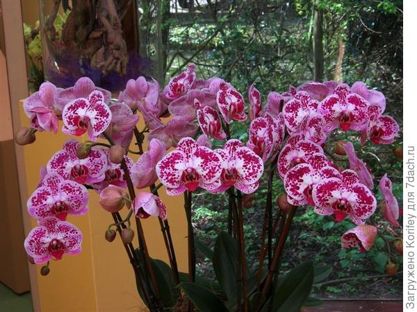 Этому фаленопсису 7 лет