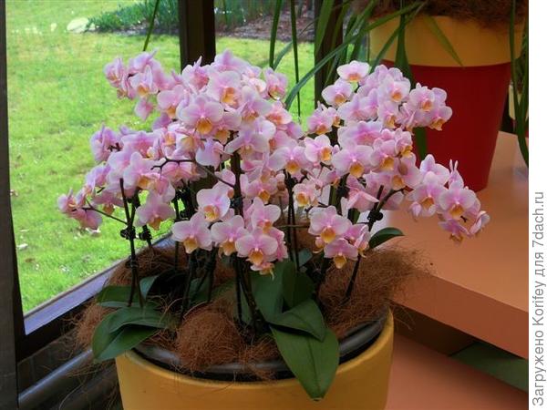 Этому фаленопсису 7 лет