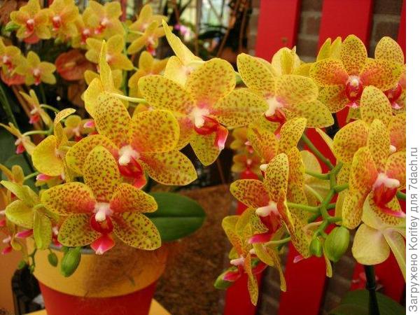 Phalaenopsis Anthura Perugia_DSC_2394