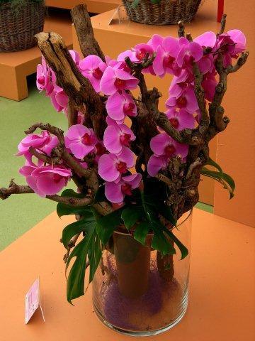 Phalaenopsis Floriclone A360421_DSC_2237  тт