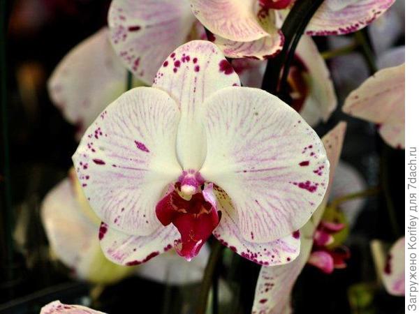 Почти полностью белая с красным крапом