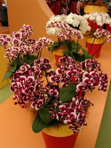 Или вот такая ещё пестрая окраска по всему цветку