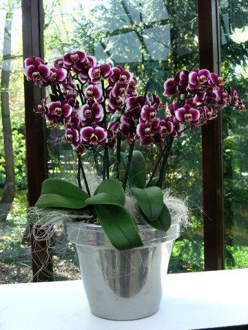 Phalaenopsis Soloid Gold_DSC_5132 кк