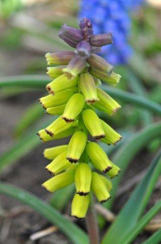 Golden Fragrance_DSC_5661