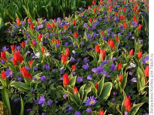 Тюльпаны и анемона нежная