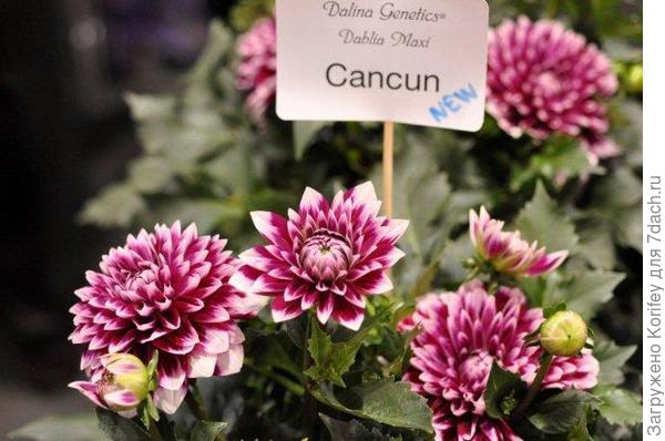 Сорт Cancun_DSC2611