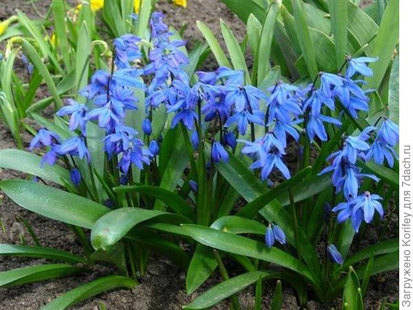 Сцилла сибирская и желтый крокус 2