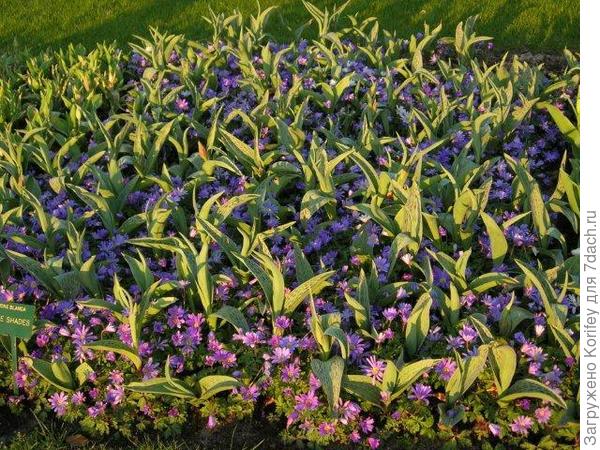 Тюльпаны и анемона нежная 4