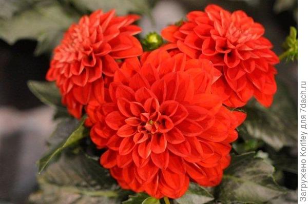 Сорт Topia_DSC2637