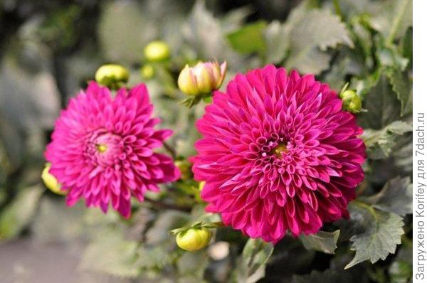 Сорт Castillo_DSC2643