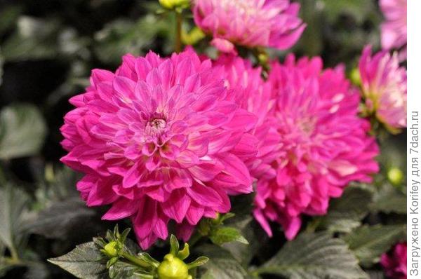 Сорт Cadena_DSC2607