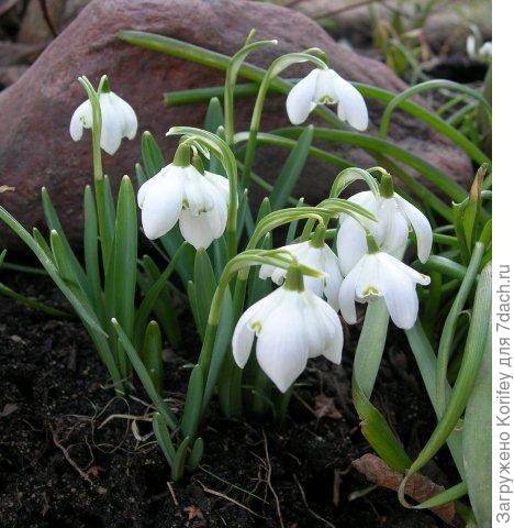 Махровые подснежники