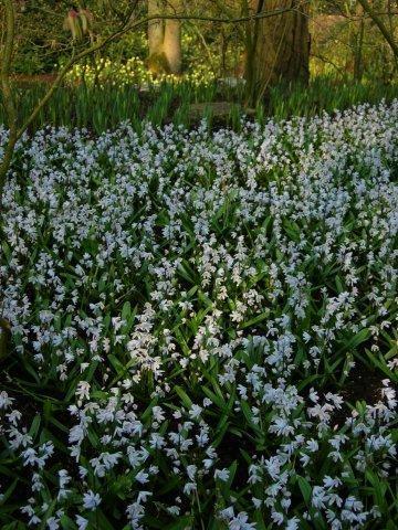 Пушкиния голубая