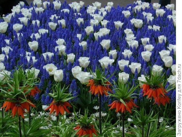 Armeniacum + Tulip Calgary_Tr_+ Fritillaria Imperialis_DSCN4235