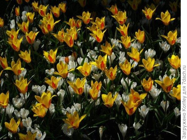 Невысокие ранние тюльпаны и желтые крокусы ддд
