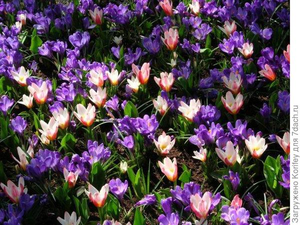 Невысокие ранние тюльпаны и желтые крокусы 777