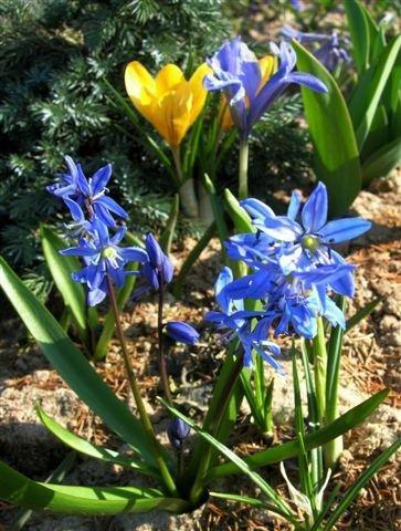 Сцилла сибирская и желтый крокус