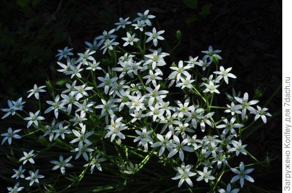 Птицемлечник