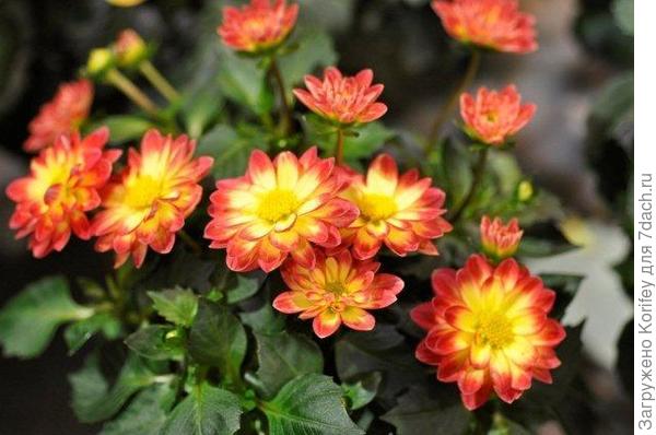 Сорт Lorena_DSC2621