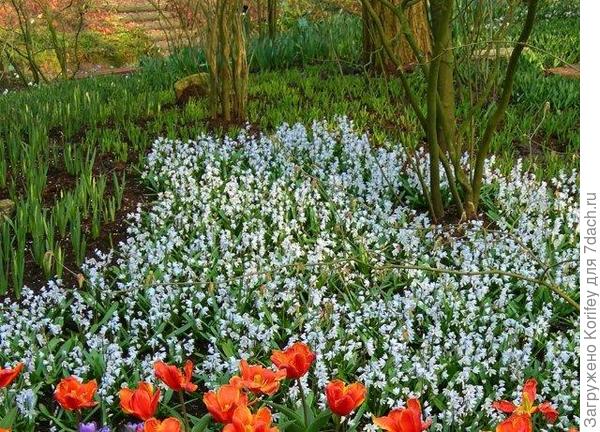 Пушкиния голубая с крокусами 3