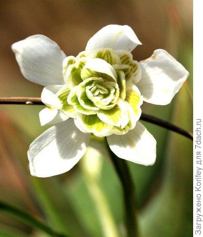 Махровые подснежники 3