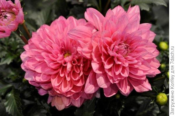 И, наконец, сорт Mendoza_DSC2640