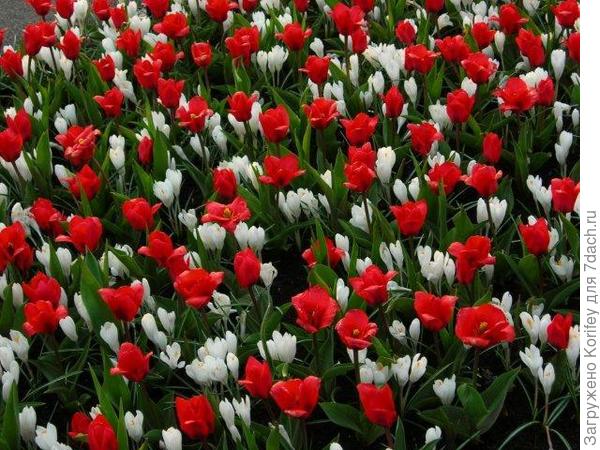 Невысокие ранние тюльпаны и желтые крокусы 5