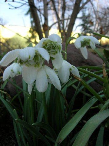 Махровые подснежники 2