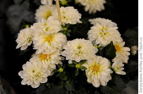 Сорт Lusia_DSC2631