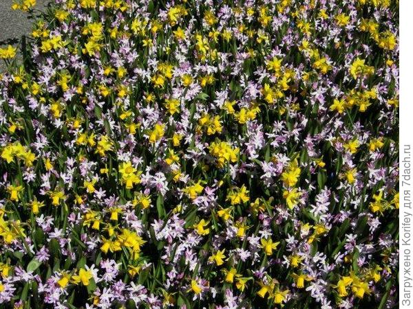 Пушкиния голубая с крокусами