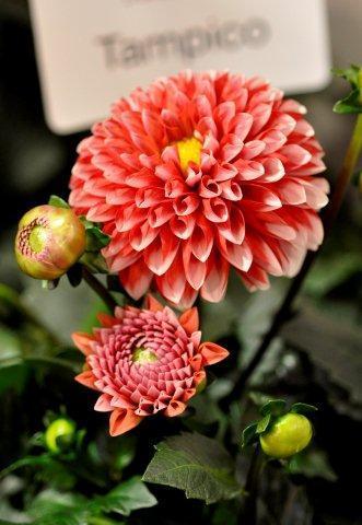 Сорт Tampico_DSC2639